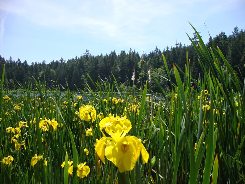 Yellow Irises in Marsh