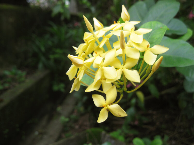 Yellow Ixora Flowers