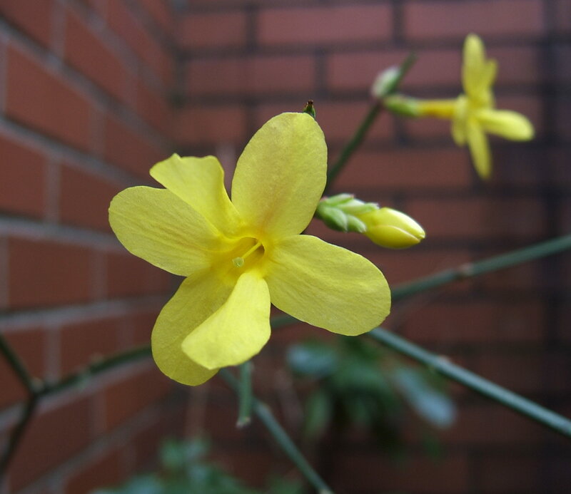 Yellow Jasmine Flower — Calm