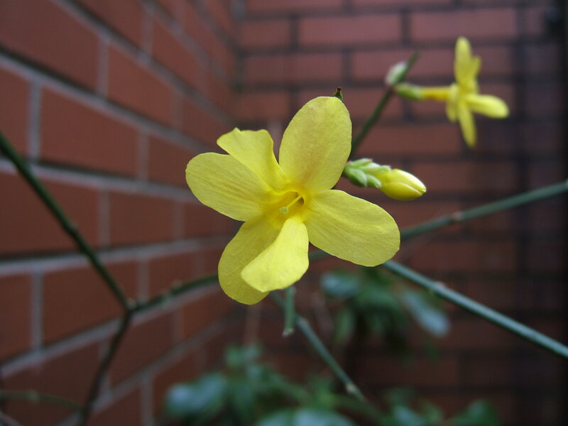 Yellow Jasmine Flower