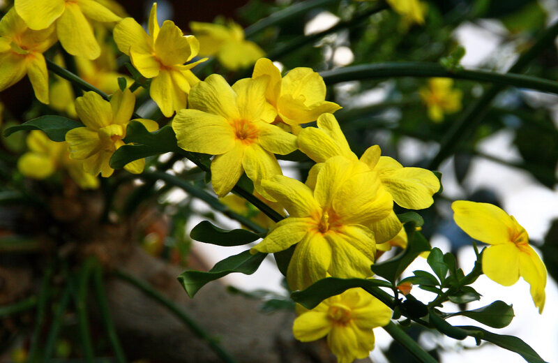 Yellow Jasmine Flowers — Calm
