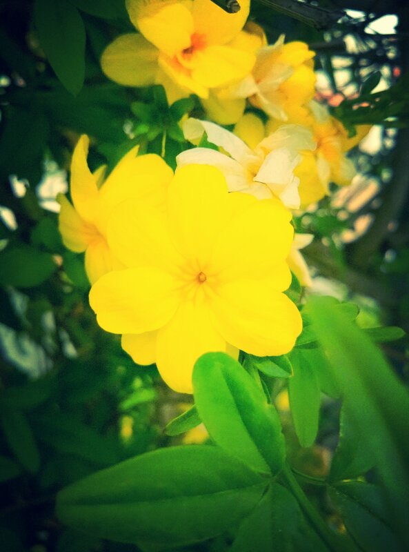 Yellow Jasmine Flowers — Natural