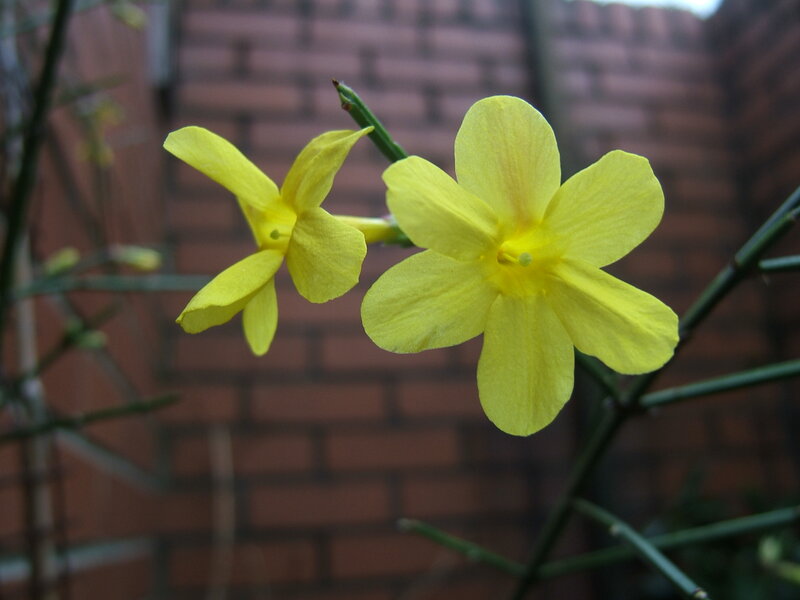 Yellow Jasmine Flowers
