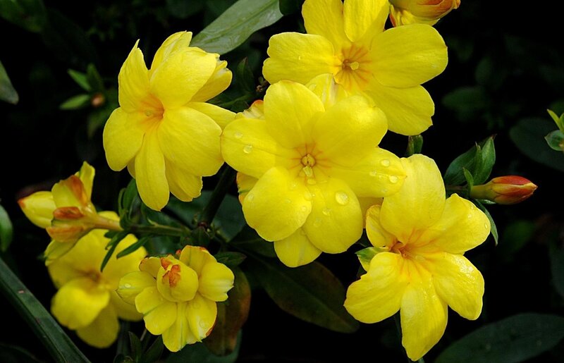 yellow jasmine flowers with dew