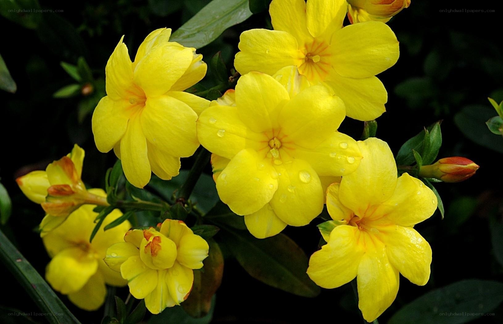 yellow jasmine flowers with dew