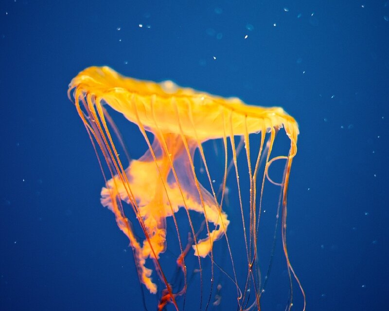 Yellow jellyfish in blue water