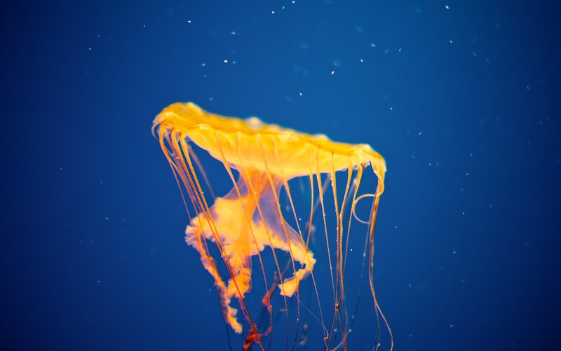 Yellow jellyfish in blue water