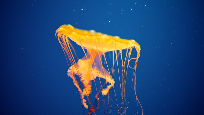 Yellow jellyfish in blue water