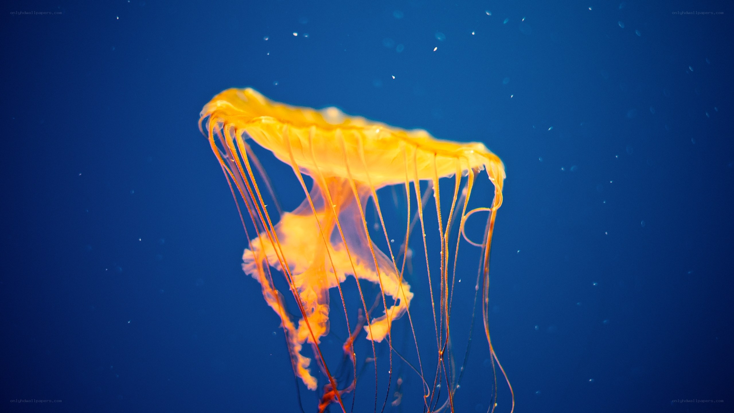 Yellow jellyfish in blue water