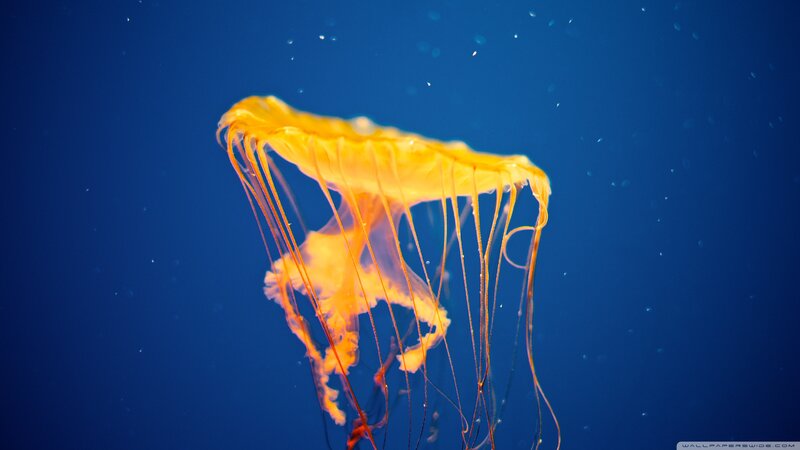 Yellow Jellyfish in Water — Blue, Serene