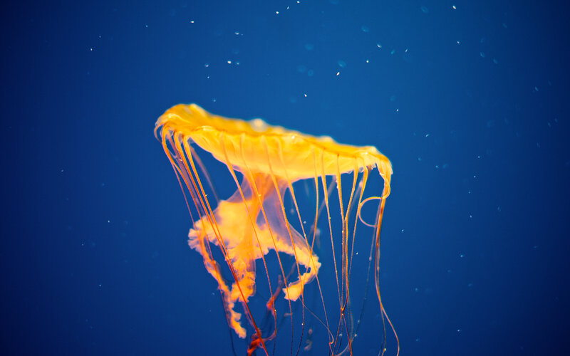 Yellow Jellyfish in Water — Blue