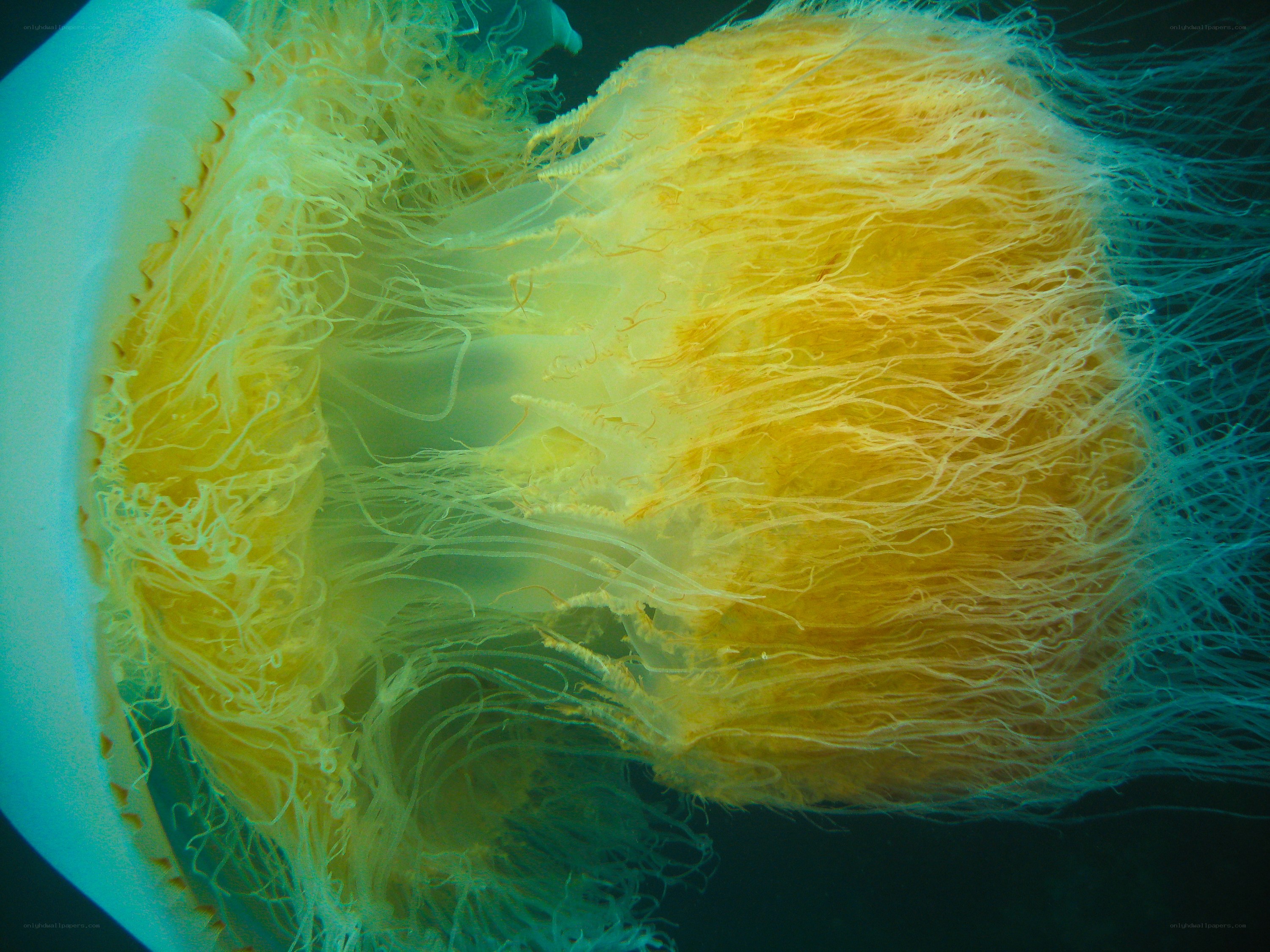 Yellow jellyfish in water