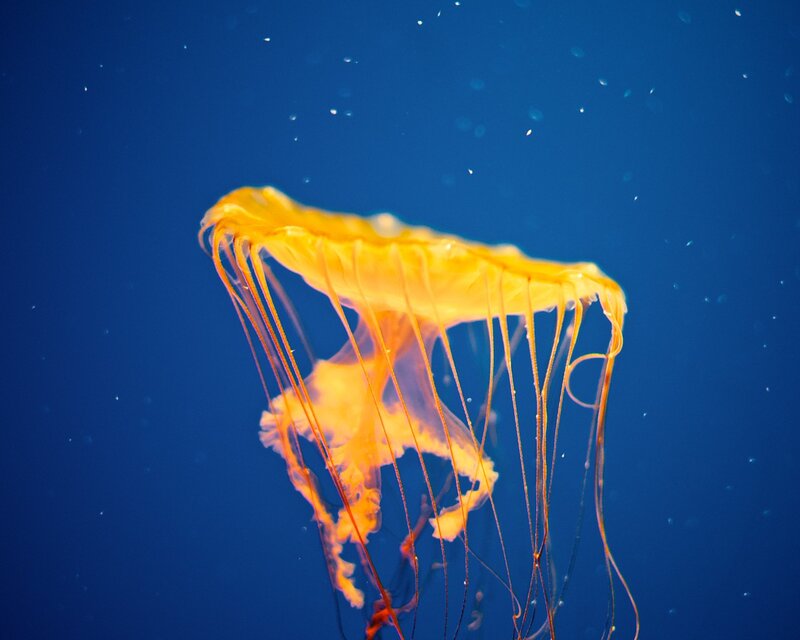 Yellow Jellyfish