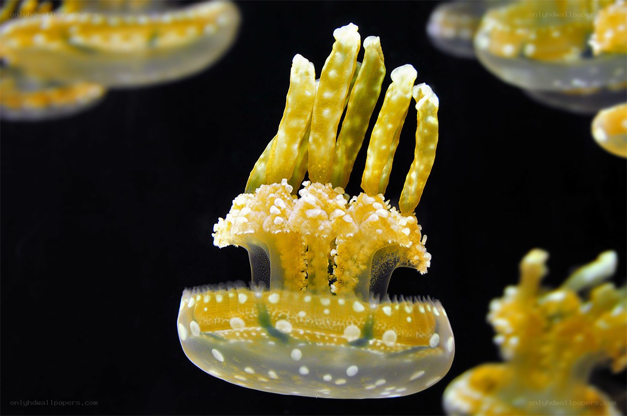 Yellow jellyfish with white spots