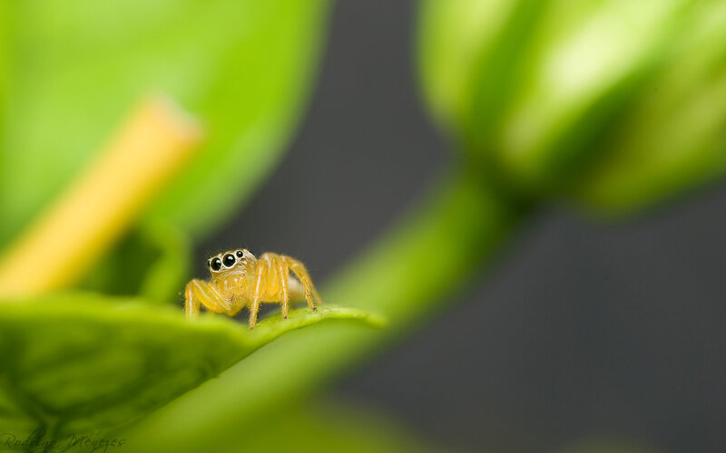 Yellow Jumping Spider — Green