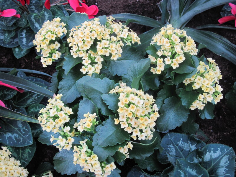 Yellow Kalanchoe Flowers — Calm, Afternoon, Photograph