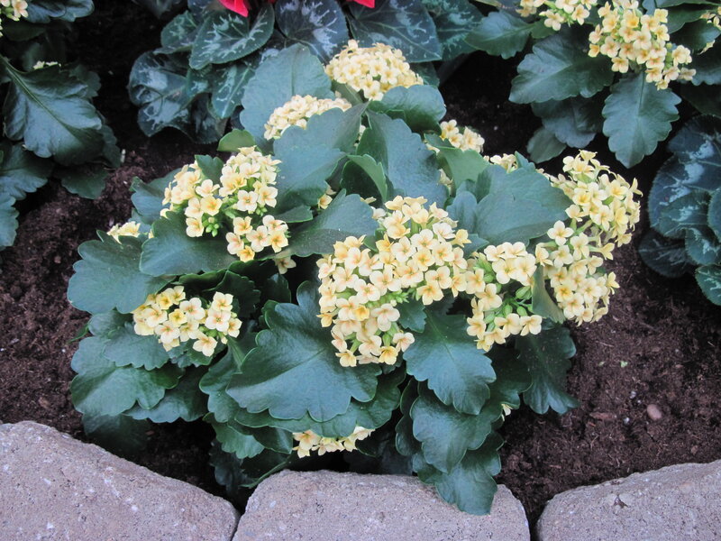 Yellow Kalanchoe Flowers — Calm, Afternoon