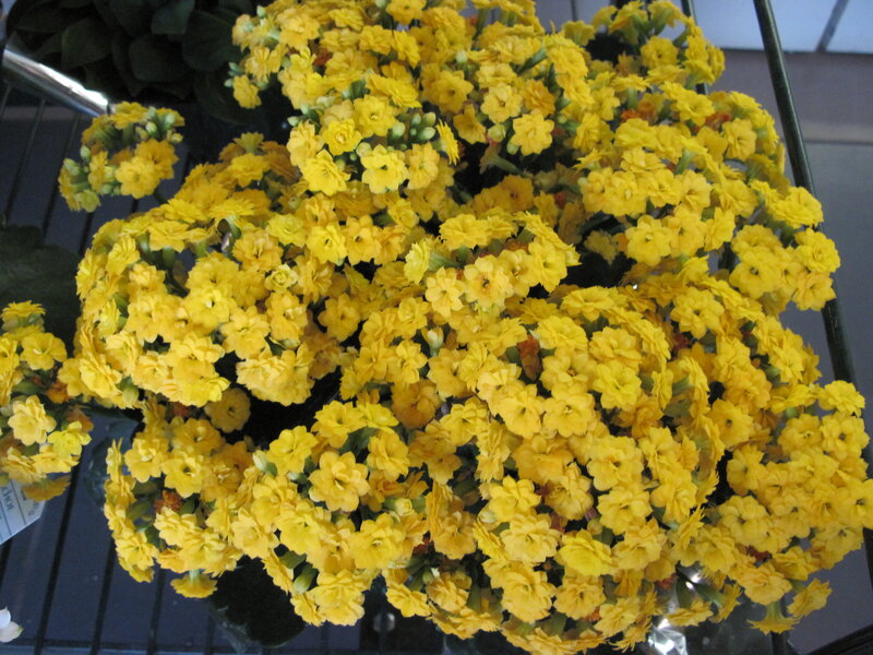Yellow Kalanchoe Flowers — Calm, Photograph, Plant