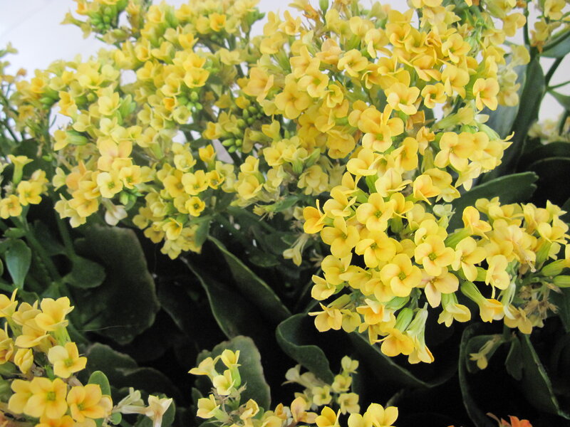 Yellow Kalanchoe Flowers — Calm, Photograph