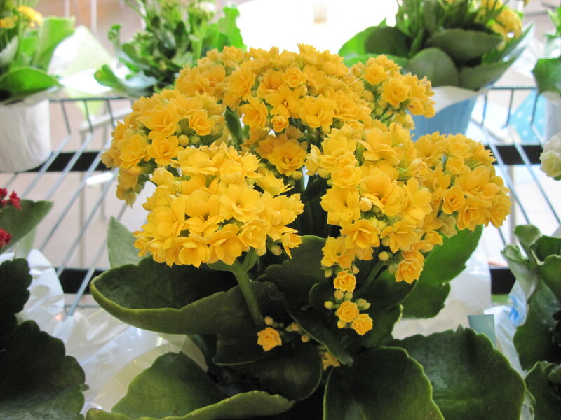 Yellow Kalanchoe Flowers — Calm