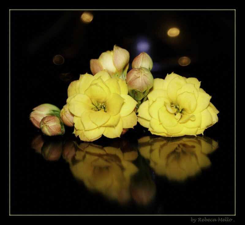 Yellow Kalanchoe Flowers — Dramatic