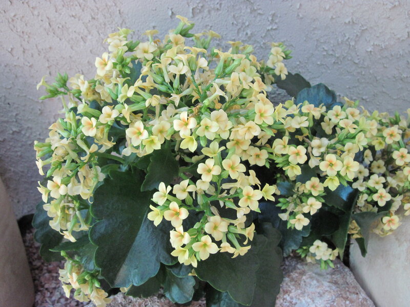 Yellow Kalanchoe Flowers — Green, Calm