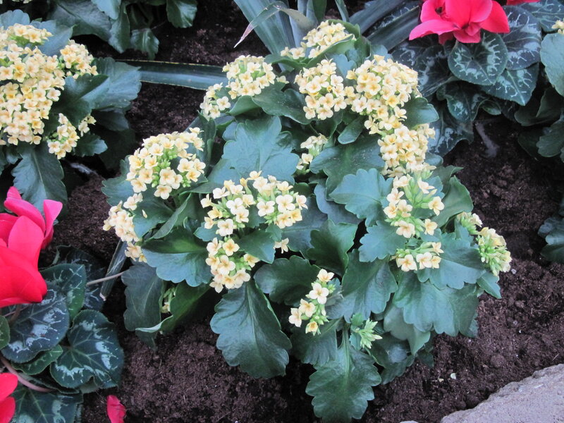 Yellow Kalanchoe Flowers — Green