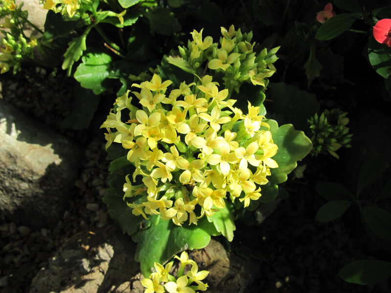 Yellow Kalanchoe Flowers — Serene