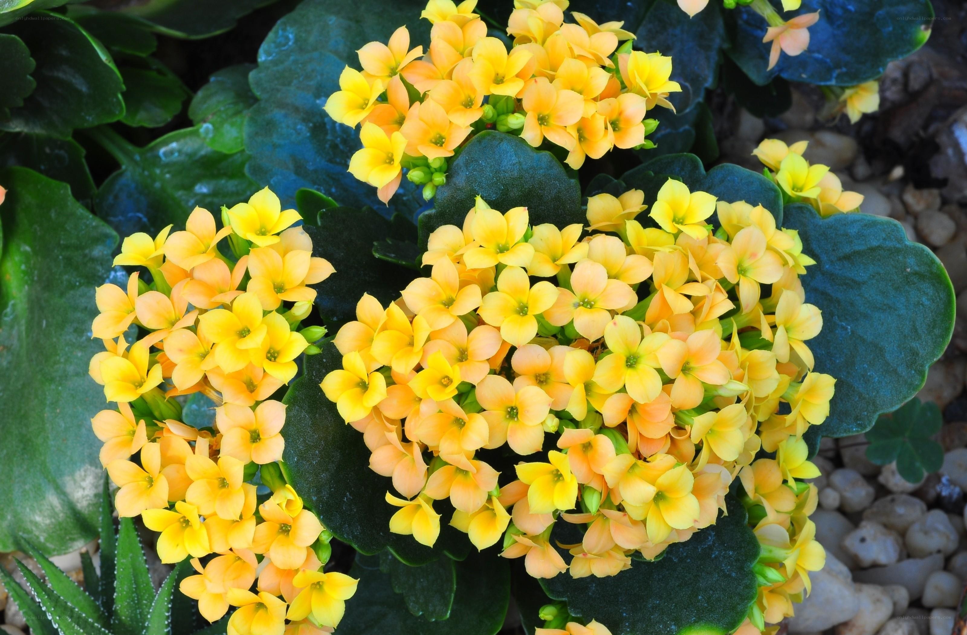 yellow kalanchoe flowers
