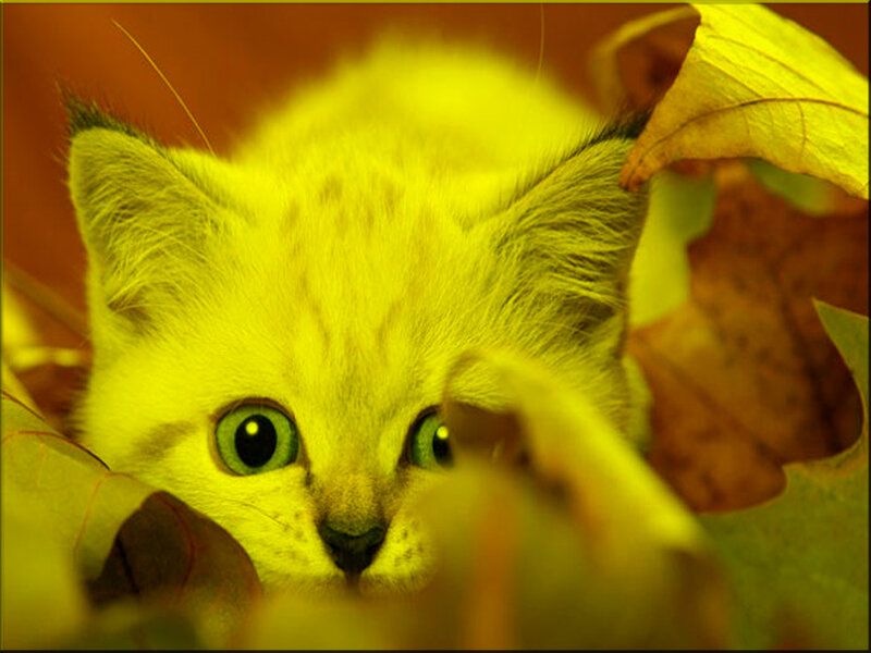 Yellow Kitten in Leaves