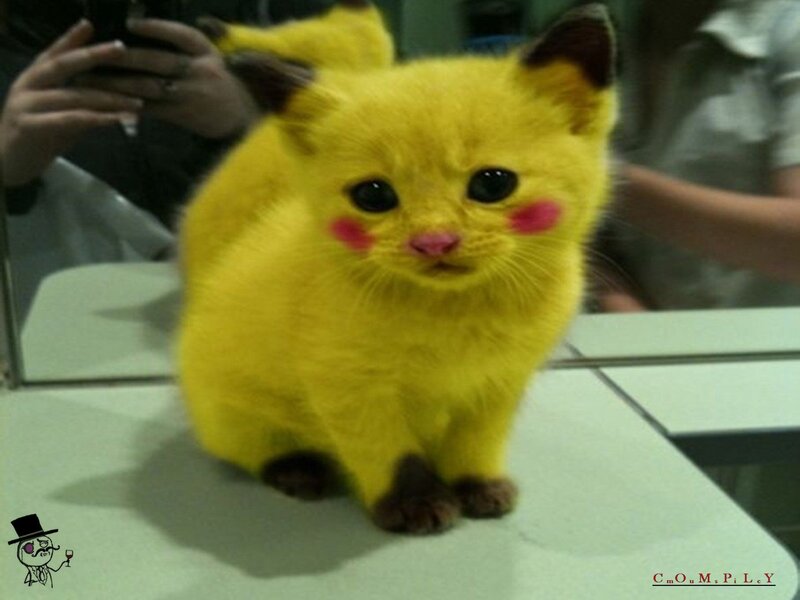 Yellow Kitten with Red Cheeks — Cute