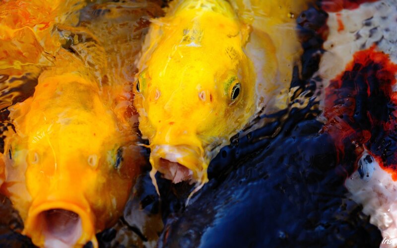 Yellow Koi Fish — Calm, Photograph