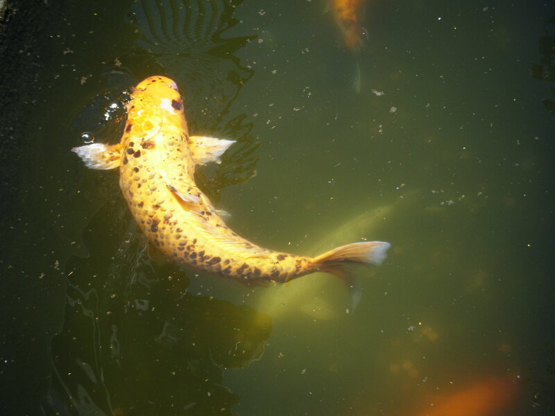 Yellow Koi Fish — Calm