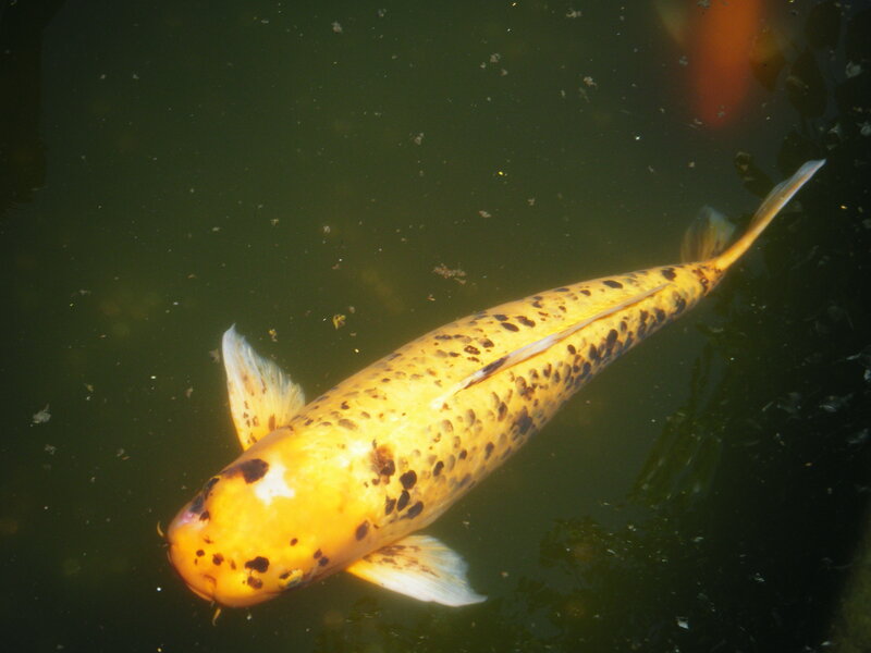 yellow koi fish in pond