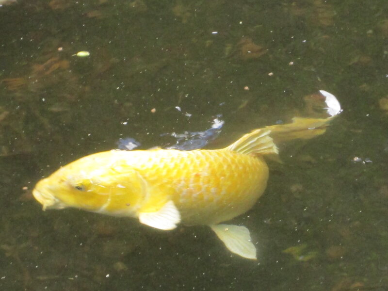 Yellow Koi Fish