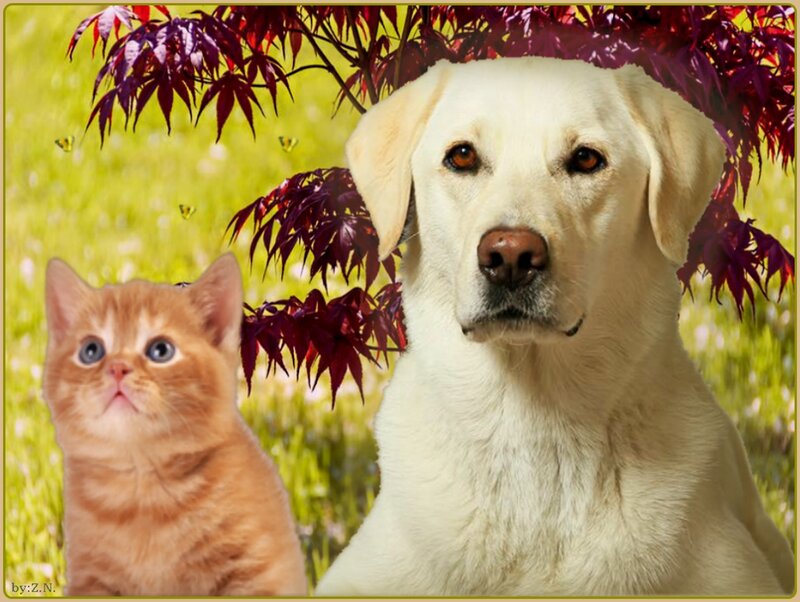 Yellow Lab and Kitten