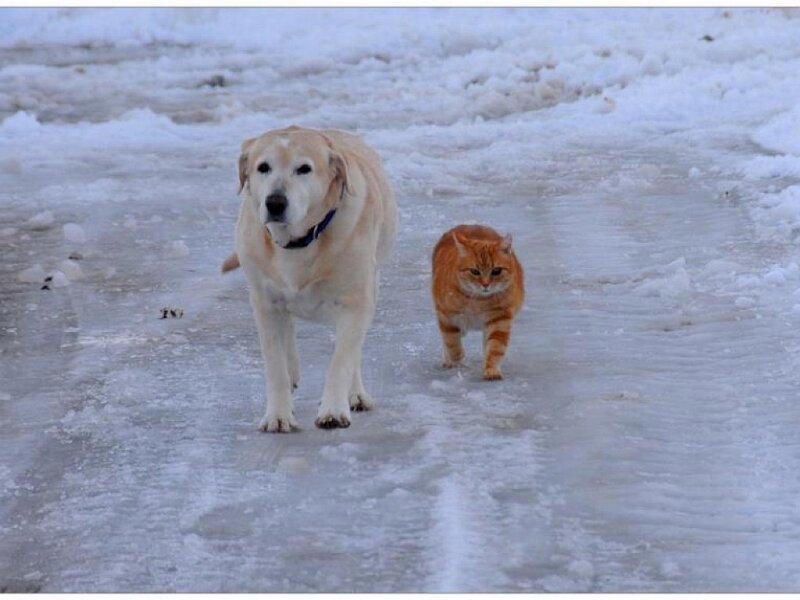 Yellow Lab and Orange Cat