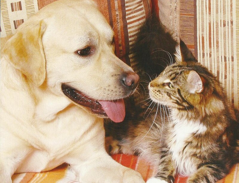 Yellow Lab and Tabby Cat