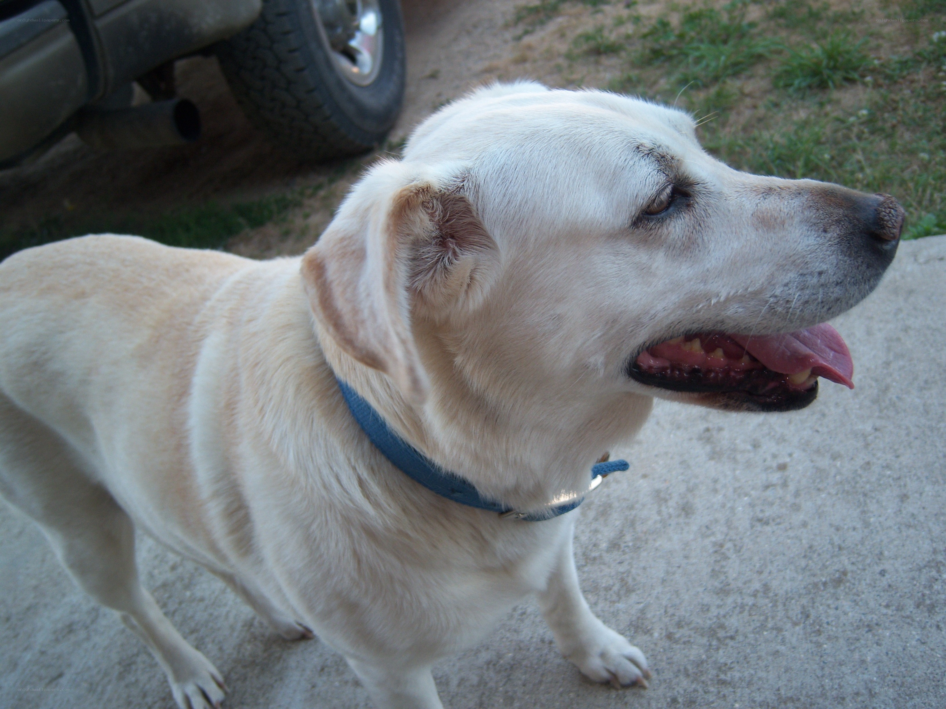 yellow lab dog outdoors