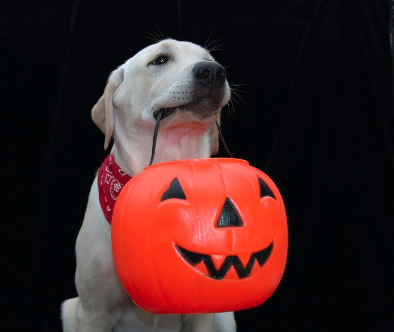 Yellow Lab Holding Pumpkin