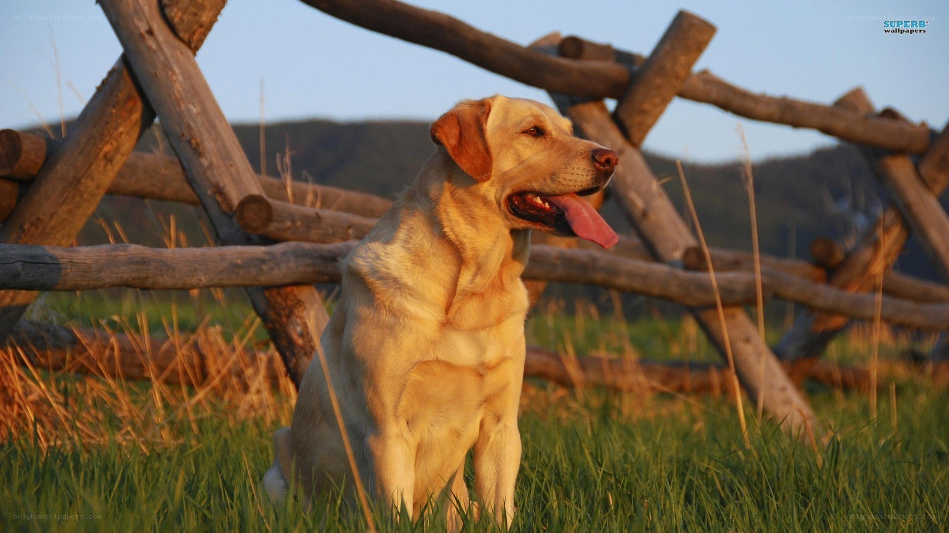 Yellow lab in a field