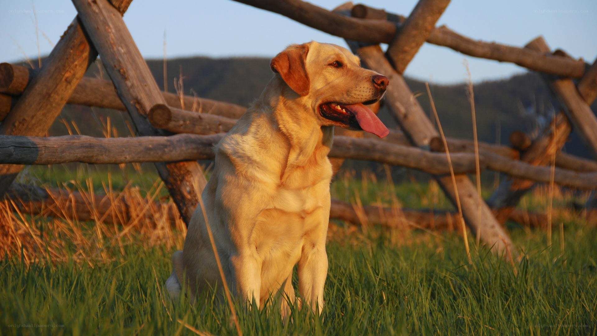 yellow lab in a field