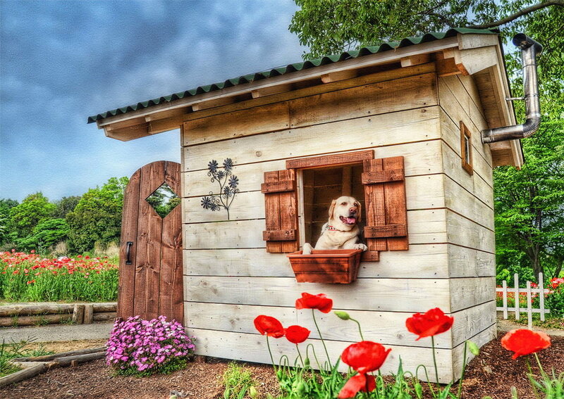 Yellow Lab in Doghouse