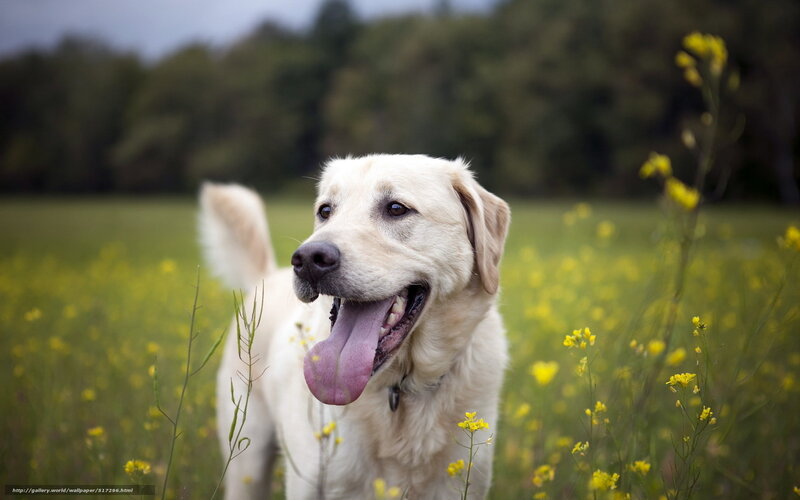 Yellow Lab in Field — Calm