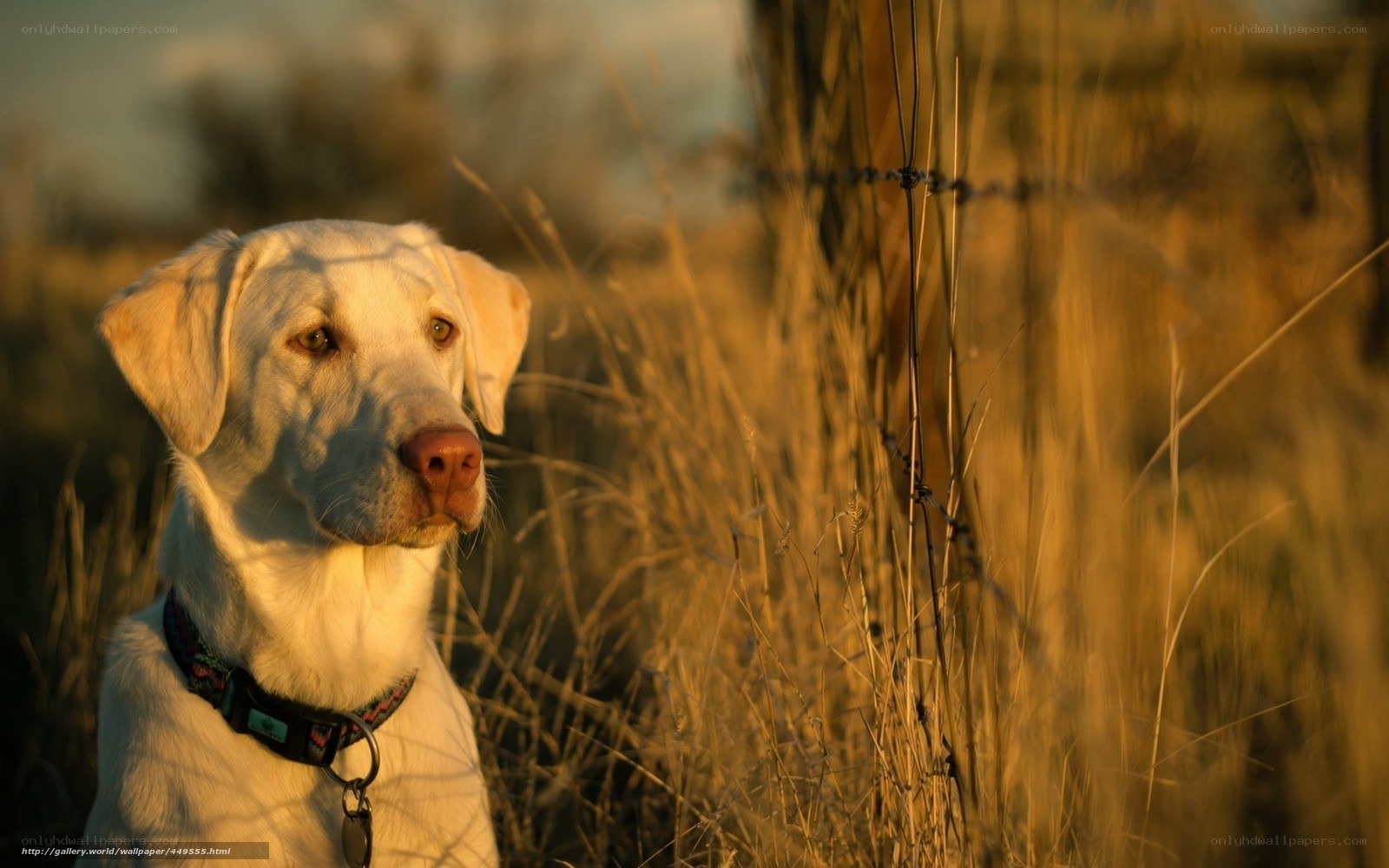 yellow lab in golden field