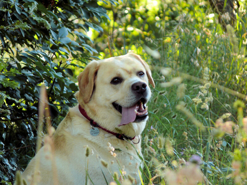 yellow lab in grass