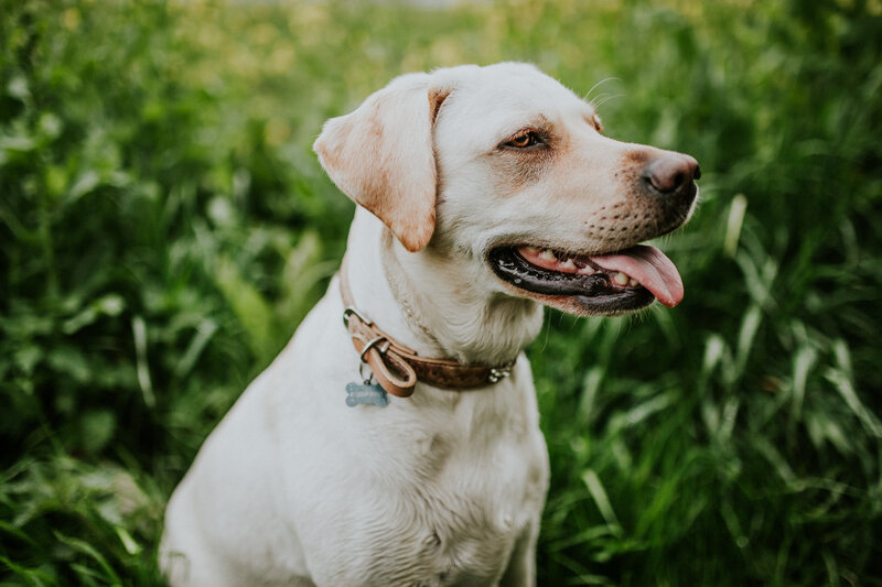 yellow lab in grass