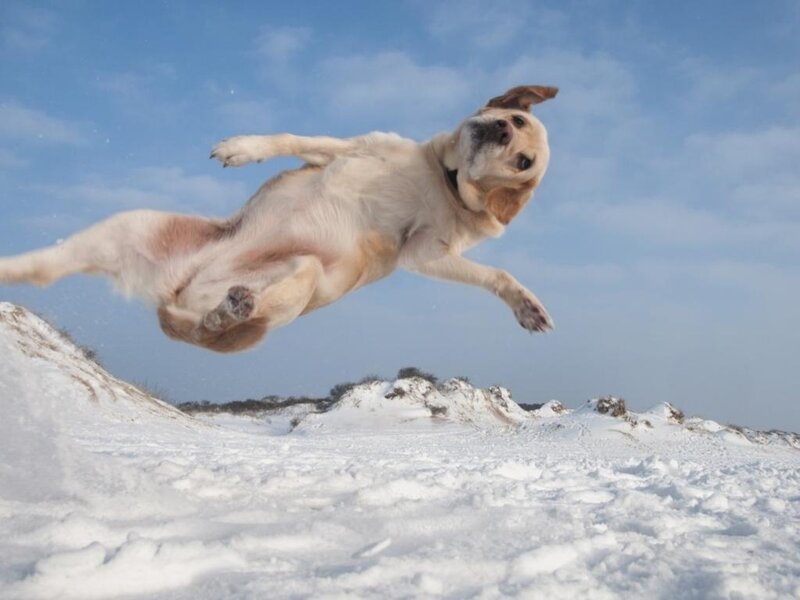 Yellow Lab in Mid-air