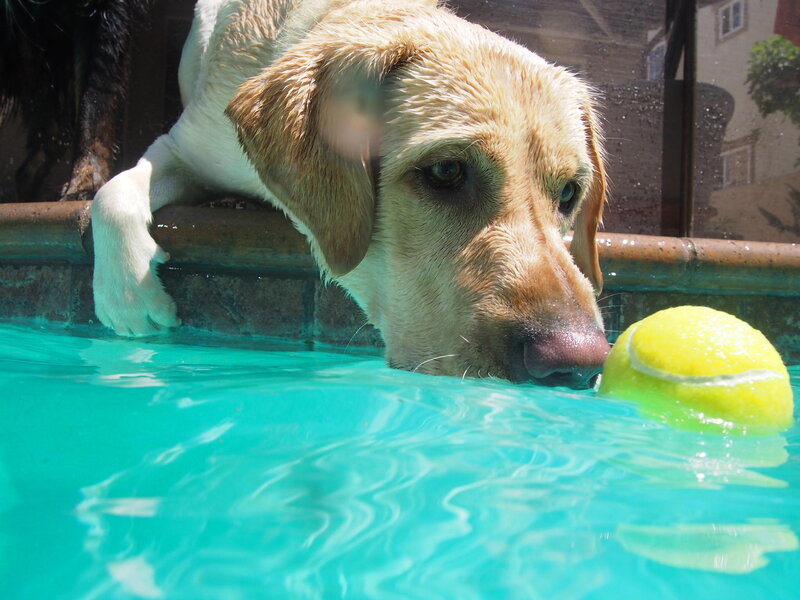 Yellow Lab in Pool