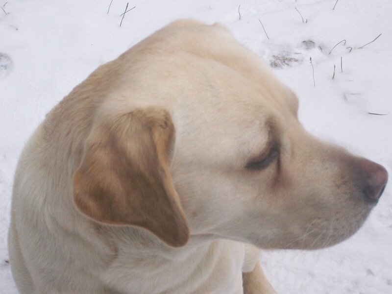 yellow lab in snow